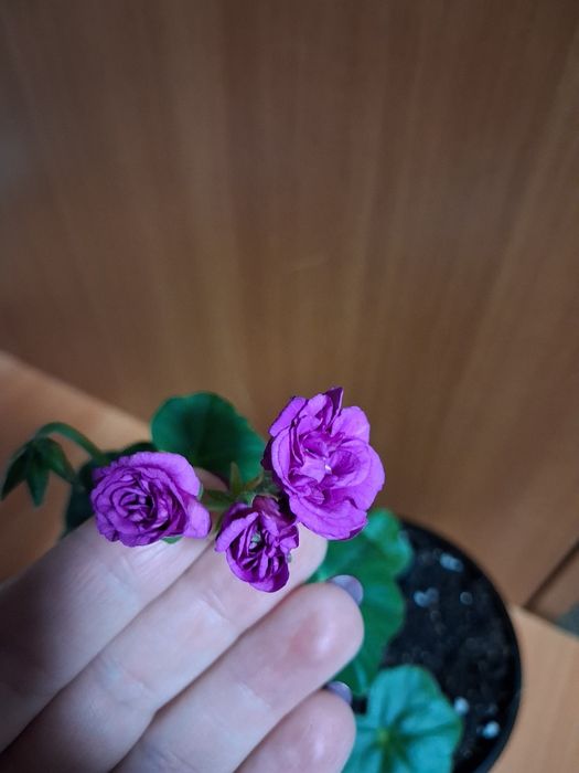 Каланхое отросток