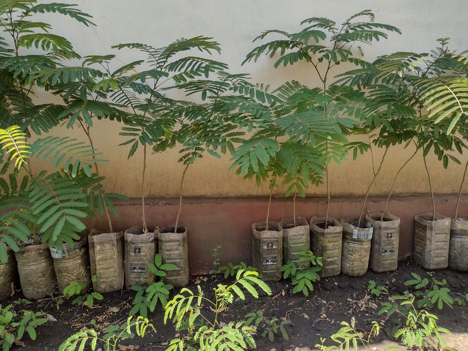 Puiet albizia, arborele de mătase