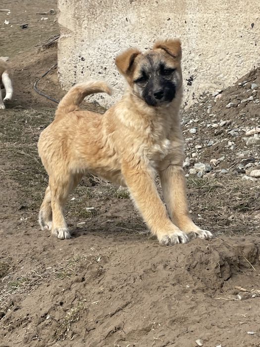Отдам в добрые руки подросших щенков