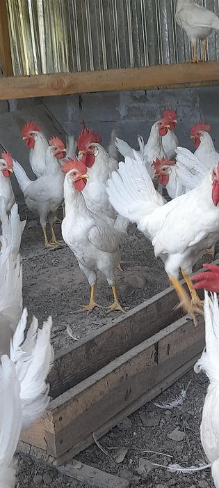 Продаю петушков,возраст 3 мес.