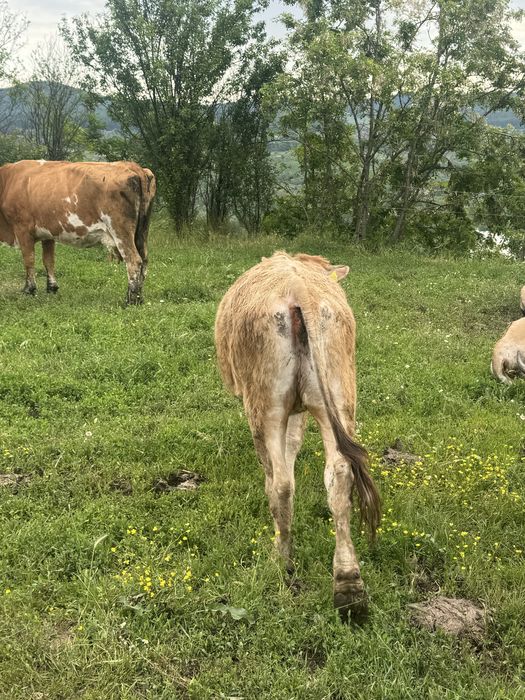 Vitea de vanzare, 1 an jumate