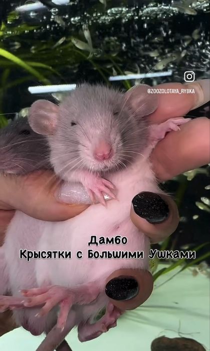 Крысята Дамбо Малыши