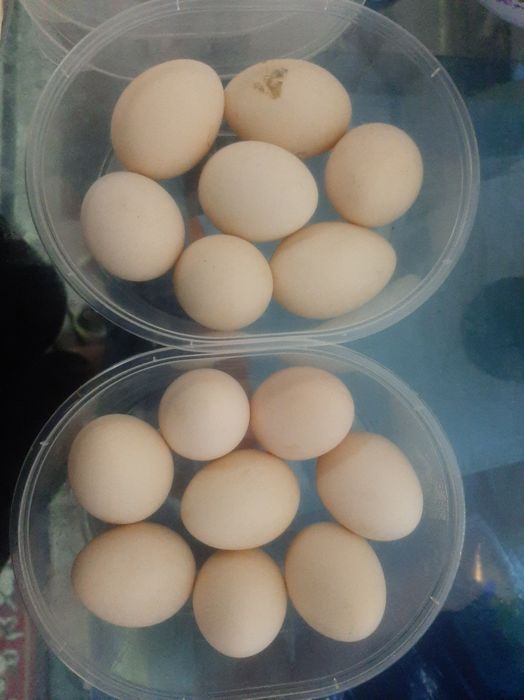 Yapon tovuqni tuxumi