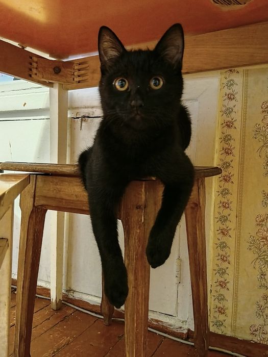 Котик мальчик мальчик