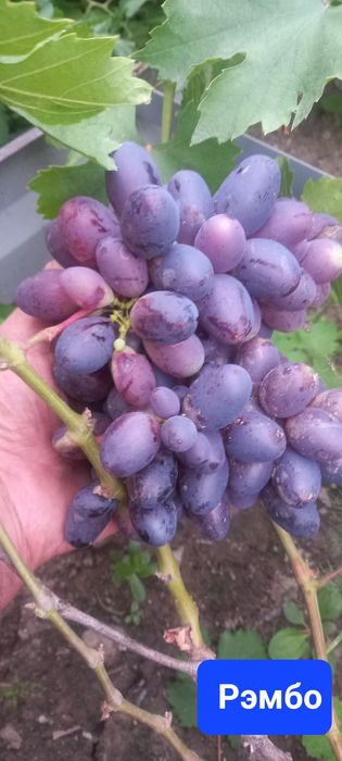 Сортовые Саженцы винограда Семей