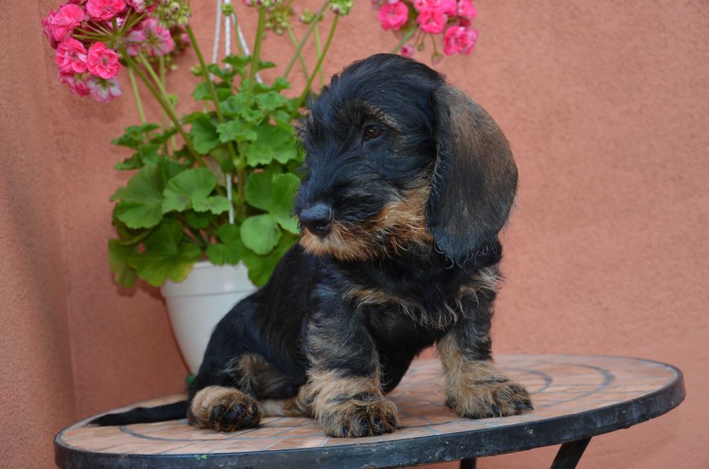 mascul de teckel sarmos standard cu Pedigree A, la 2.5 luni