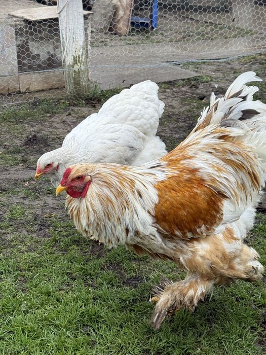 Oua brahma de incubat