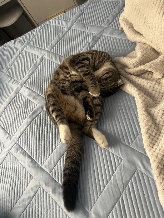 Вислоухо 35.000тг