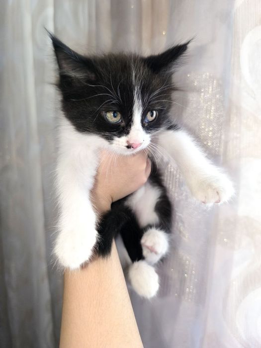 Красивый котёнок мальчик 2 месяца