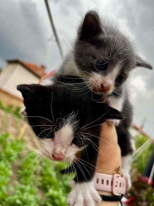 Малки     котенца