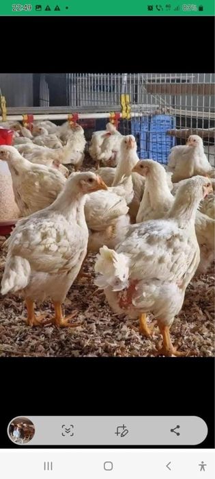 Pui rasa mixta si alb de carne  cu livrare