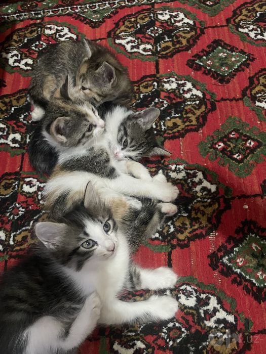 Mushuklar hadiya qilinadi 1yarim oylik