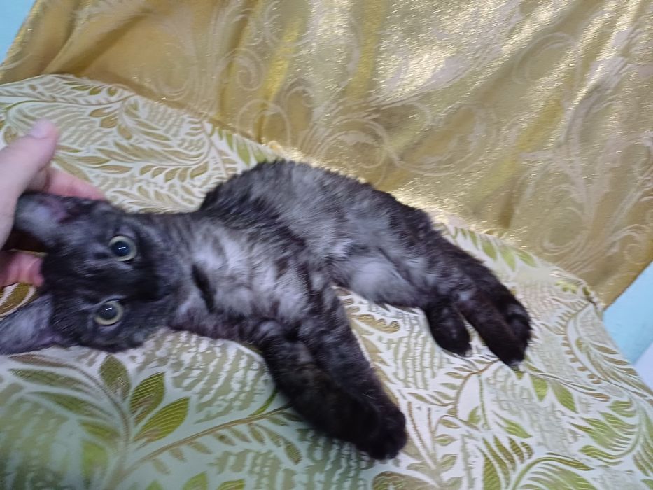 Котёнок-кошечка Серафима