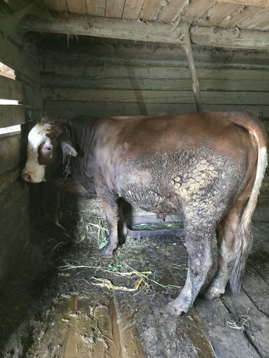 De vânzare taur pentru abator