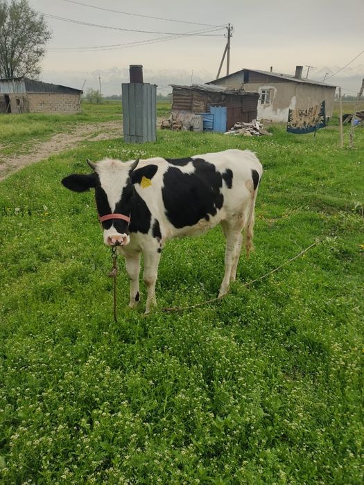 Тана сатылады 1жасар