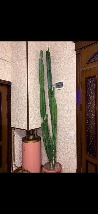 Большой комнатный кактус недорого