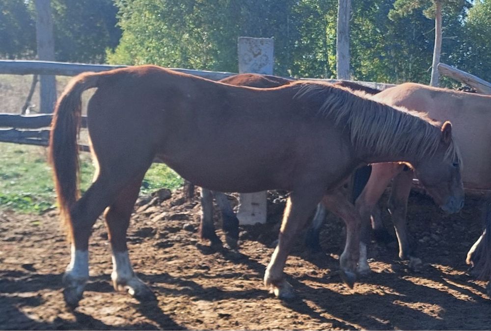 Продам кобылу, 3 годовалая с табуна.