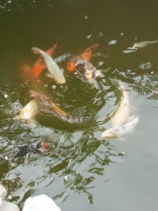 Crap koi sumbuki caras auriu