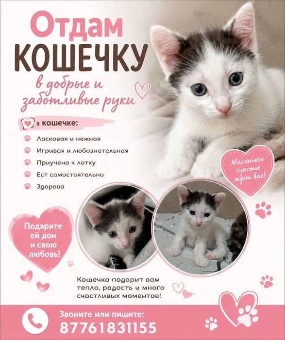 Отдам бесплатно кошечку в добрые руки