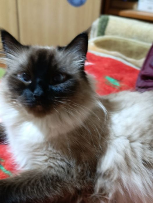 Ищем кота для вязки