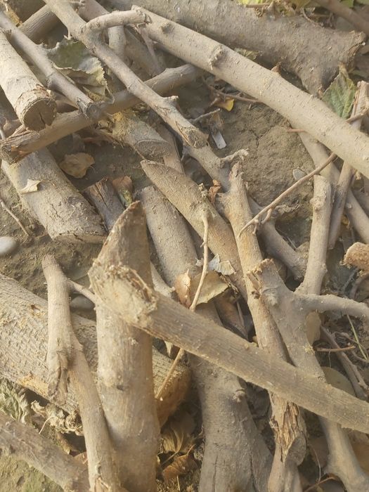 Отын бар тут өрік шие ағашының