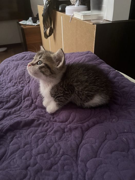 Котенок в добрые руки