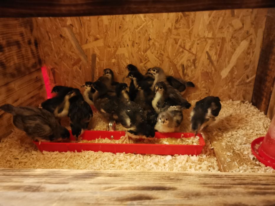 Oua de incubat si pui din  rasa de gaini  Australorp negru si  albastru