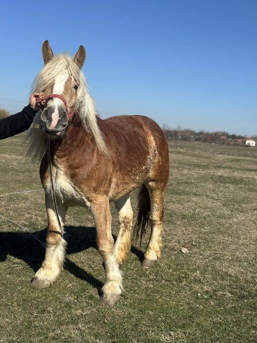 Manza de 3ani invatat în căruță schimb cu vitei sau vaca