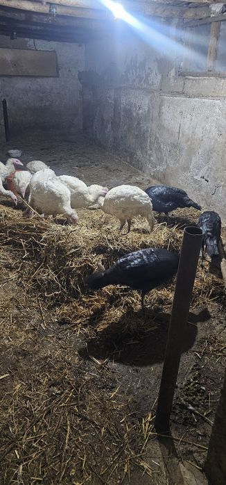 Big 6 kurkala sotiladi