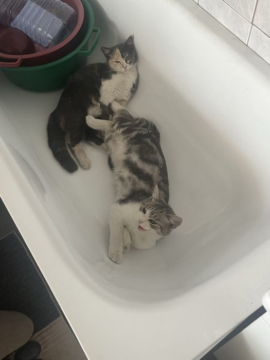 Отдам котов в добрые руки