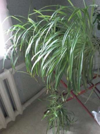 Продам комнатные цветы