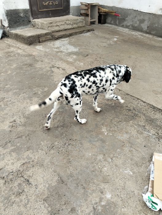 Далматинский. Ит жасы 6 да