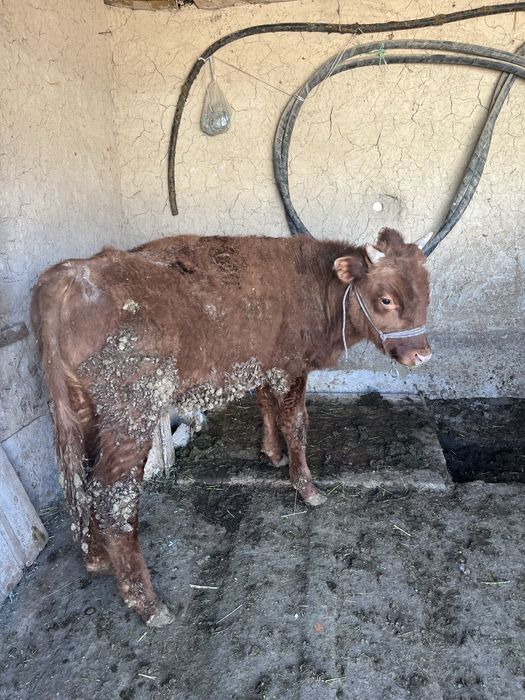 Қой қозысымен бұзаулар