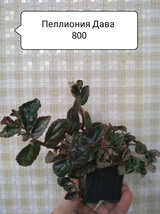 Продам цветы комнатные