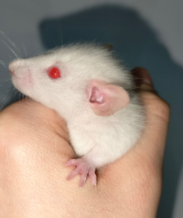 Декоративные ручные крысы