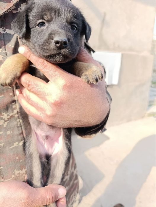 Щеночки отдам в хорошие руки