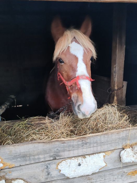 Manz, armasar, cal de un an, 1 an, acte, harmasar