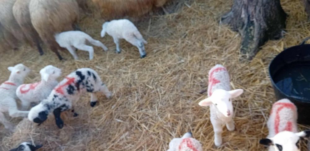 Oi cu miei de vănzare