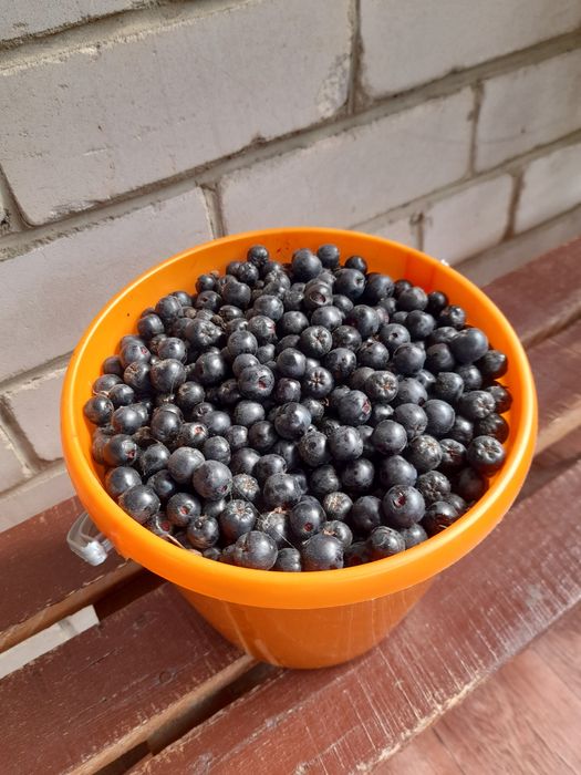 Продам черноплодную рябину.