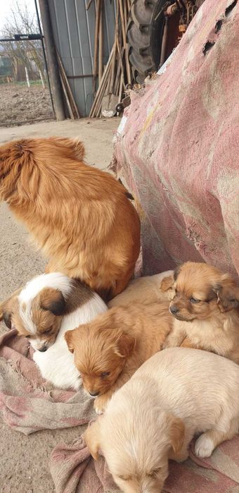 Donez căței drăgălași