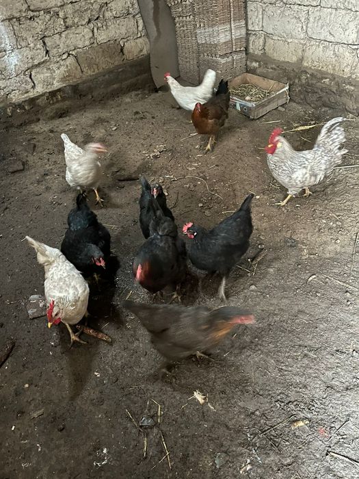 Куры домашние куры