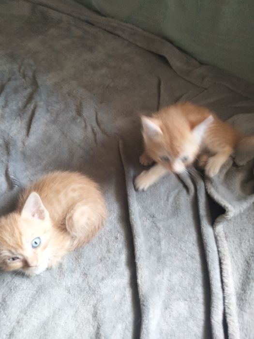 Отдам котят добрые руки