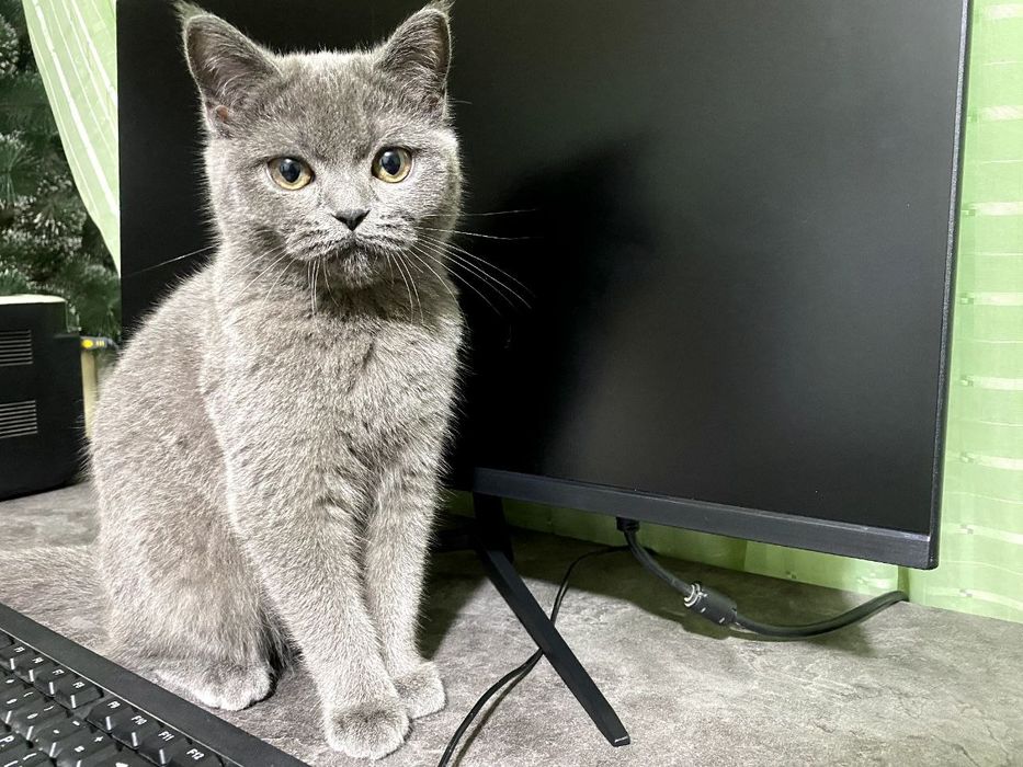 Diqqat sotiladi 
Zoti:scottish strayt 
Yoshi:5 oylik 
Jinsi:qiz bola
S