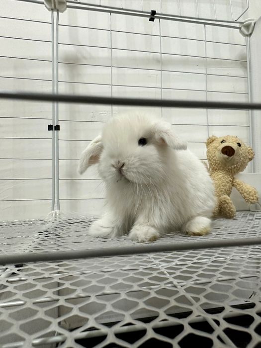 “Toza naslli Karlik Baran quyonlari – maxsus bonuslar bilan!”