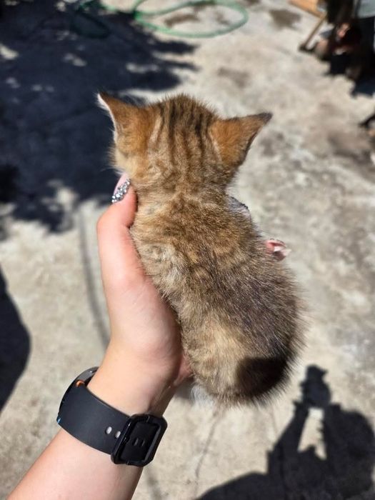Подарявам котета
