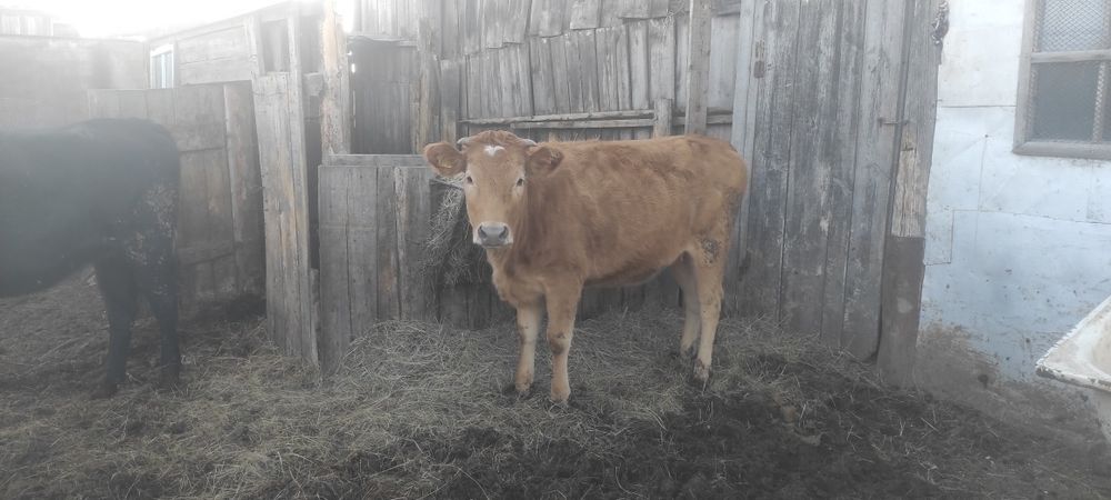 Продам тёлочек на согым