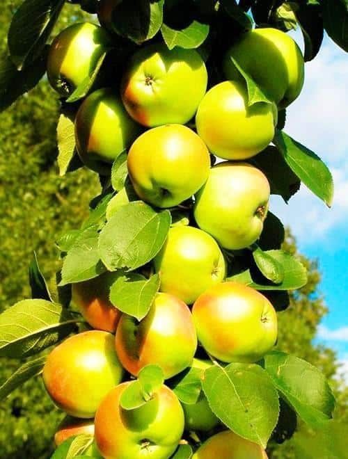 Pomi Fructiferi Pitici DWARF (MAR )