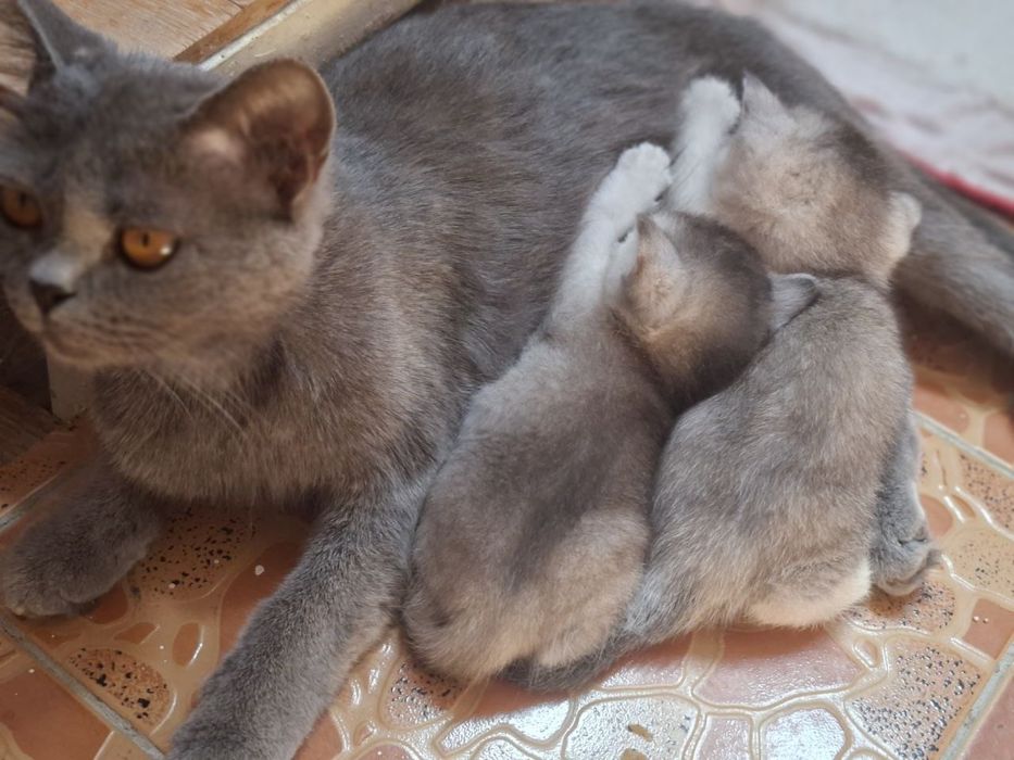 Mushuk bolasi sotiladi (Shinshilla poroda)