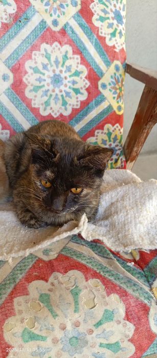 mushuk bolasi 7 oylik