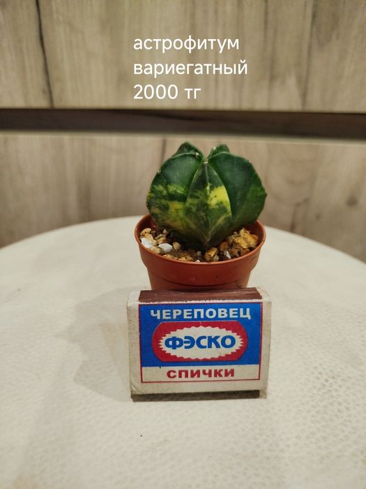 Кактусы и другие суккуленты